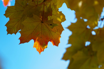 Autumn maple leaves