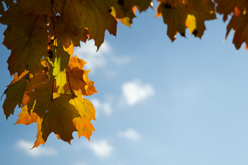 Autumn maple leaves