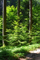 Typical landscape in the forests of Transylvania, Romania. Green landscape in the midsummer, in a sunny day