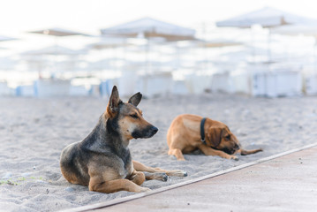 Two friendly dogs relax on sandy tropical beach near the blue sea.