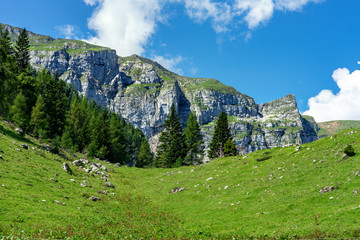 green tyrol alm alps nature landscape in Austria at summer with pine trees and mountan cliffs