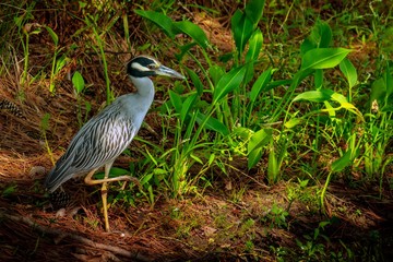 Yellow crowned night heron