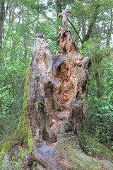 Stump of a forest near the blue pools walk