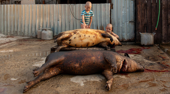 GalitsinBilder StockFotos & Videos. Adobe Stock