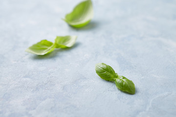 Basil leaves on bright wooden background. Copy space. 