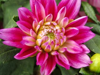 Obraz premium Pink Dahlia flower, macro 