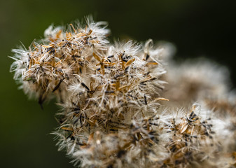 The autumn in the forest with bright colours with leaves and plants