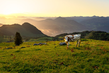 Sunrise over the tyrol alm high over the mountains with cow grazing scenery