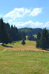 Fototapeta na wymiar Typical landscape in the forests of Transylvania, Romania. Green landscape in the midsummer, in a sunny day