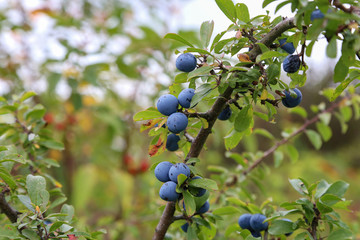 Blue berries of blackthorn ripen on bushes