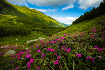 Fototapeta na wymiar Beautiful mountain path landscape green grass and pink flowers