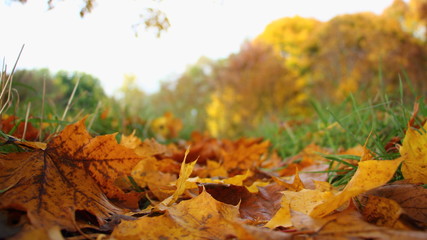Close up fallen yellow Maple leaves on green grass, beautiful October Autumn Forest landscape, bottom wide view from the ground