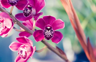 Fototapeten Phalaenopsis Orchidee Makro © faveteart