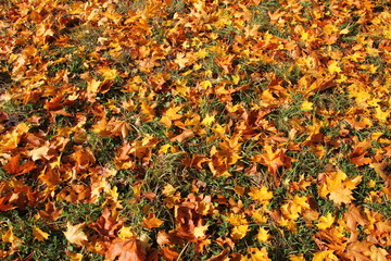 Golden orange and brown Maple leaves on green grass, Beautiful autumn texture for background