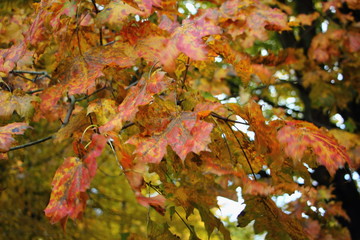 Red, yellow and green leaves on branches of Beautiful autumn maple tree, october texture for background