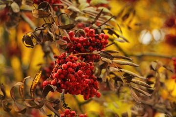 Ripe red Rowan berries on ashberry branch close up in autumn