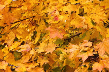 Naklejka na ściany i meble Beautiful Golden Maple tree leaves on branches close up, autumn texture for background