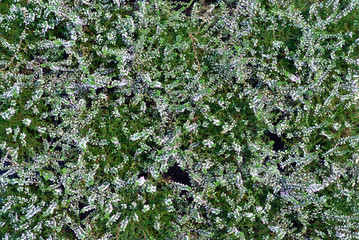 Erica herbal plant close up abstract background.