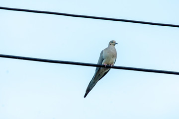 Pigeon on Wire-001