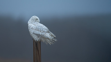 A Snowy Owl weathers the storm.
