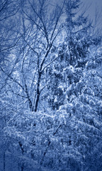 snow covered trees at the blue hour