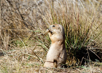 Prairie Dog Colony in Colorado
