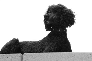 Schwarzer Hund mit lockigem Fell vor weißem Hintergrund