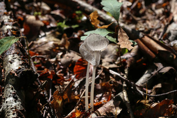 Beautiful mushrooms with a transparent hat in the forest