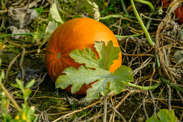 Orange pumpkin and pumpkin leaf on the vine, in a field