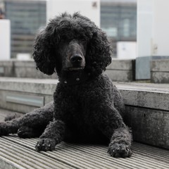 Hundeportrait draußen auf Holzplanken