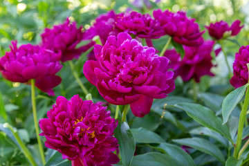 Paeonia Lactiflora Grp Peter Brand