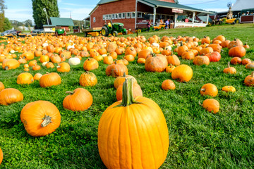 Pumpkins spread across the grass on a farm with red barn and tractor in the background