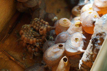 bee hive with eggs