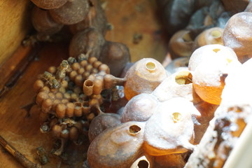 bee hive with eggs