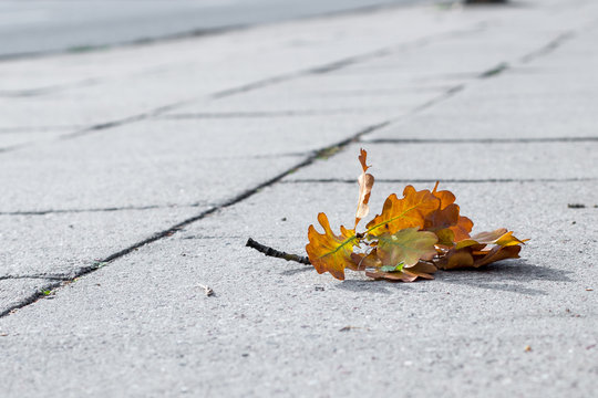 Autumn Oak Leaf Lies On The Sidewalk