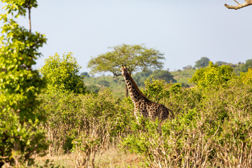 Fototapeta premium Giraffe12
