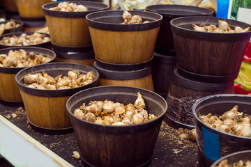 Assortment of different flower bulbs in wooden harvest baskets in a garden shoping centre. Prepearing for planting season. Selective focus, copy space.