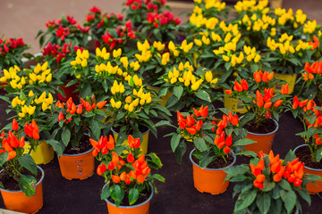 Close up Bright potted ornamental peppers at a garden shopping centre. Capsicum assortment for gardening decoration. Autumn planting ideas. All-Natural Christmas Lights.