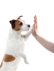 man stroking a dog. jack russell terrier on a white background