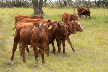 Yound cattle in a pastoral setting