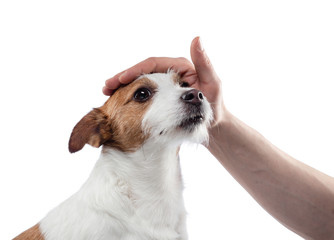 man stroking a dog. jack russell terrier on a white background