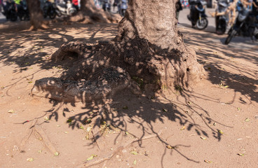 old huge tree root in the shadow of branches on the street