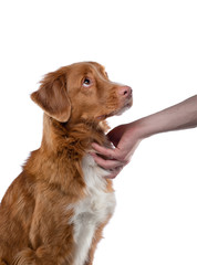 the dog is touched by hand. Nova Scotia Duck Tolling Retriever on a white background