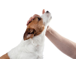 man stroking a dog. jack russell terrier on a white background