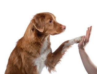 man holds a dog on his paw. Nova Scotia Duck Tolling Retriever on a white background