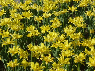 field of yellow flowers