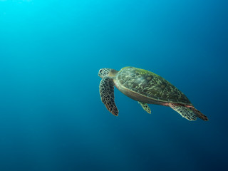 A green sea turtle on the way up to the surface for air