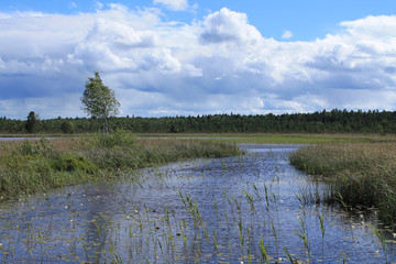 Lake in a swamp with clear blue water. Windy weather. The tree leaned in from the wind. Cumulus clouds on a blue sky.