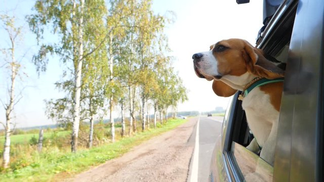 Joyless dog travel by car at green suburbs. Beagle look out from window, sniff air. Green birch trees grow along old road. Cute pet with pensive muzzle, long drop ears flap on wind