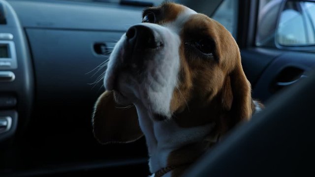 Sad dog travel at front passenger seat of small car, turn head and look back to camera. Short clip of handsome beagle traveller with joyless muzzle.